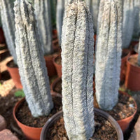 May include: Close-up of several columnar cacti in terracotta pots. The cacti have a textured, ribbed surface and a pale green-gray color. The image is taken in natural light, with a shallow depth of field, highlighting the cacti's details.