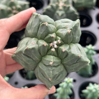 A hand is holding a cactus plant with a unique, star-shaped appearance.