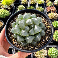 A hand is holding a black pot containing a cluster of green succulent plants with spiky leaves.