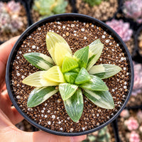 A hand is holding a small potted plant with a green and white flower-like growth on top of soil.