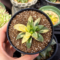 A hand is holding a small potted plant with a mix of green and yellow leaves, surrounded by other potted plants in the background.