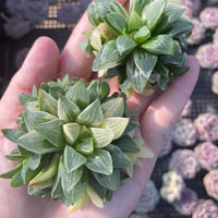 Rare Succulents - Haworthia Variegated Heidelbergensis Single Stem (2")