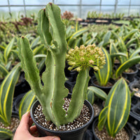 A hand is holding a potted cactus plant with a yellow flower in the foreground, surrounded by various potted plants in a greenhouse-like setting.
