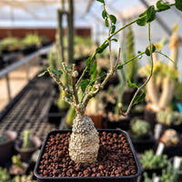A small potted plant with green leaves and a white, textured trunk is displayed in a greenhouse setting.