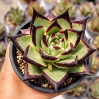 A hand holding a potted succulent plant with a striking combination of green and red colors.