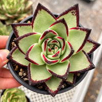 A hand is holding a potted succulent plant with a striking combination of green and red leaves.