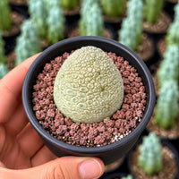 A hand is holding a small cactus plant in a black pot, with a blurred background of more cacti.