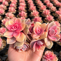A hand holding a cluster of pink and yellow succulent plants against a background of similar plants.