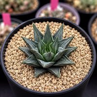 A close-up image of a succulent plant in a black pot, surrounded by small pebbles or gravel.