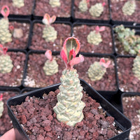 a close-up of a potted succulent plant with a unique, multi-layered growth pattern. The plant is surrounded by other similar potted plants, creating a visually appealing display.