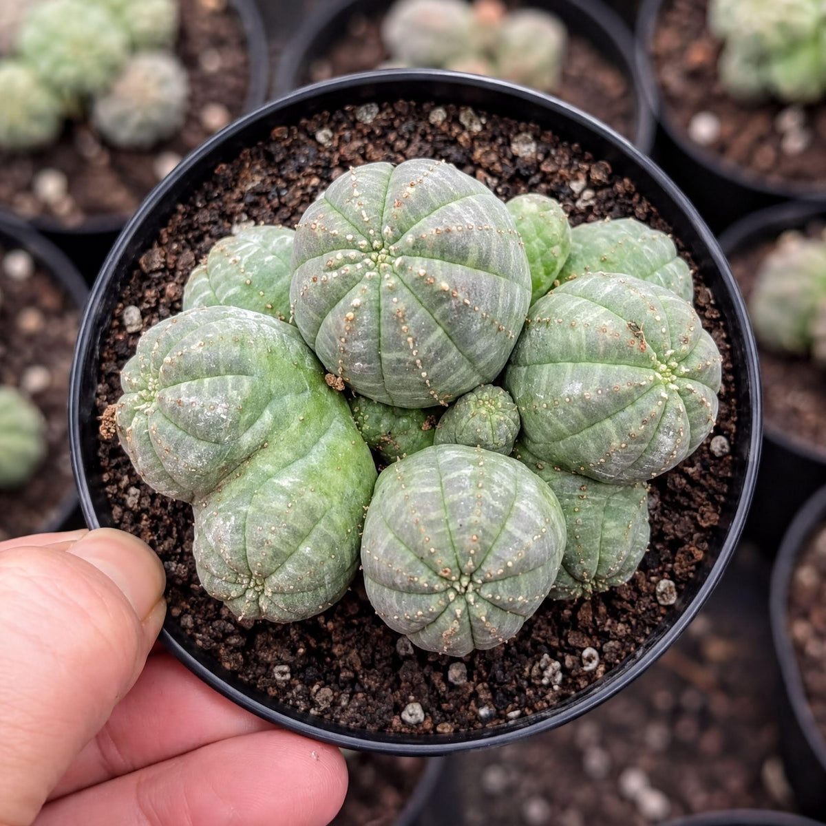 Rare Euphorbia - Euphorbia Obesa Small Cluster (2