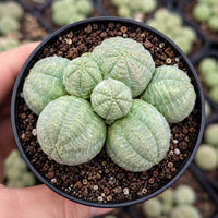 A hand is holding a black pot containing a group of small, green cacti or succulents.