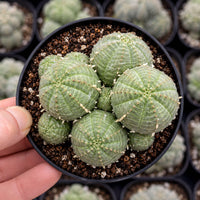 A hand is holding a black pot containing a group of small, green cacti with spines.