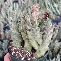 A close-up view of a potted succulent plant with spiky green leaves and a single red flower blooming among the foliage.