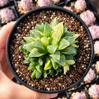 A hand is holding a small potted plant with green leaves and a yellow flower, surrounded by other potted plants in the background.