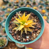 A hand is holding a small potted succulent with a vibrant yellow flower in the center, surrounded by a mix of small rocks and pebbles.