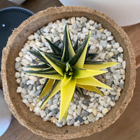 A potted succulent plant with vibrant yellow and green leaves sits in a terracotta pot filled with small white pebbles.