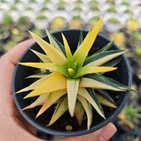 A hand is holding a small potted succulent plant with yellow and green leaves.