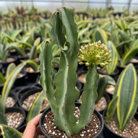 A hand is holding a potted cactus plant with a green flower blooming on it, surrounded by other potted plants in a greenhouse-like setting.