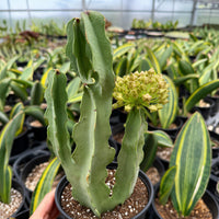 a close-up view of a potted cactus plant with a yellow flower blooming on it, surrounded by other potted plants in a greenhouse-like setting.