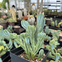a variety of potted cacti and succulents arranged in a greenhouse or nursery setting. The focus is on a potted cactus plant with unique, long, and thin leaves, which is the central subject of the image.