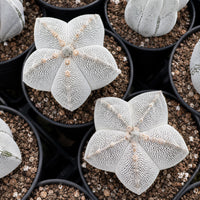 a collection of white, star-shaped cacti in black pots, arranged in a circular pattern.