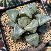 Rare Succulents - Haworthia Emelyae var. Comptoniana 'Urahannya' (2.5-3”)