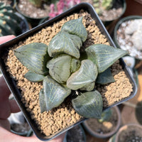 Rare Succulents - Haworthia Emelyae var. Comptoniana 'Urahannya' (2.5-3”)
