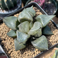 Rare Succulents - Haworthia Emelyae var. Comptoniana 'Urahannya' (2.5-3”)
