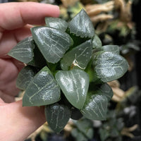 Rare Succulents - Haworthia Comptoniana x Correcta cv. Tsukikage (2"-2.5")