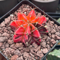 A close-up image of a cactus plant with vibrant red and black colors, surrounded by small rocks.
