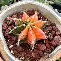 A cactus plant with vibrant orange and green hues is displayed in a terracotta pot filled with red rocks, creating a visually striking and natural-looking arrangement.