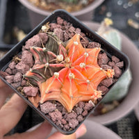 A hand is holding a small cactus plant in a black pot, which has a vibrant orange and green coloration. The pot is placed on a bed of small rocks.