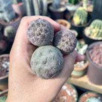 Rare Cactus - Tephrocactus geometricus single balls cutting