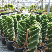A greenhouse filled with rows of spiral-shaped cacti plants, with a variety of other potted plants visible in the background.