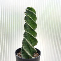 A potted cactus plant with a spiral-shaped, twisted green leaf arrangement is the main focus of the image.
