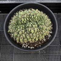A potted cactus plant with numerous small, round, green spines arranged in a circular pattern.