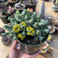Rare Euphorbia - Euphorbia clivicola (5.5” pot)