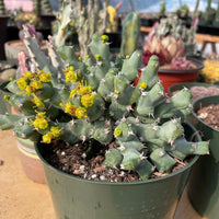 Rare Euphorbia - Euphorbia clivicola (5.5” pot)