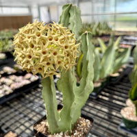 Rare Succulents, Caralluma Speciosa Hybrid, 8”-10”, Live Plant