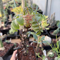 A hand is holding a small potted plant with green leaves and red flowers, surrounded by various other potted plants in a greenhouse-like setting.
