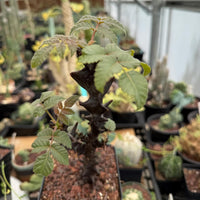 a variety of potted plants and cacti in a greenhouse-like setting, with a focus on a small plant with green leaves and a brown stem.