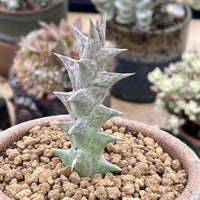 A close-up image of a cactus plant with a unique, spiky appearance, surrounded by small rocks in a pot.