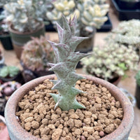 A close-up image of a small cactus plant with a spiky green stem and brown gravel bed, surrounded by other potted plants in the background.