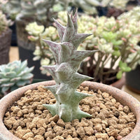 A close-up image of a cactus plant with a unique, spiky appearance, surrounded by other potted plants in the background.