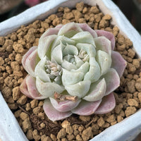 A potted succulent plant with a large, vibrant green flower surrounded by small rocks.