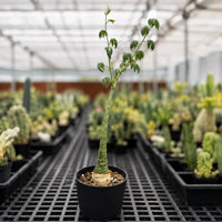 A small potted plant with green leaves stands in the foreground, surrounded by various other potted plants in a greenhouse-like setting.