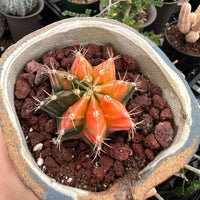 A hand is holding a cactus plant in a pot, surrounded by other potted plants in the background.