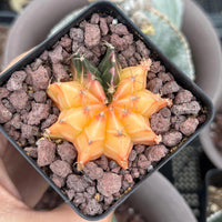 A hand is holding a small cactus plant in a black pot filled with small rocks.