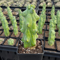 a potted cactus plant with a unique, twisted appearance, surrounded by other potted cacti in a greenhouse-like setting.